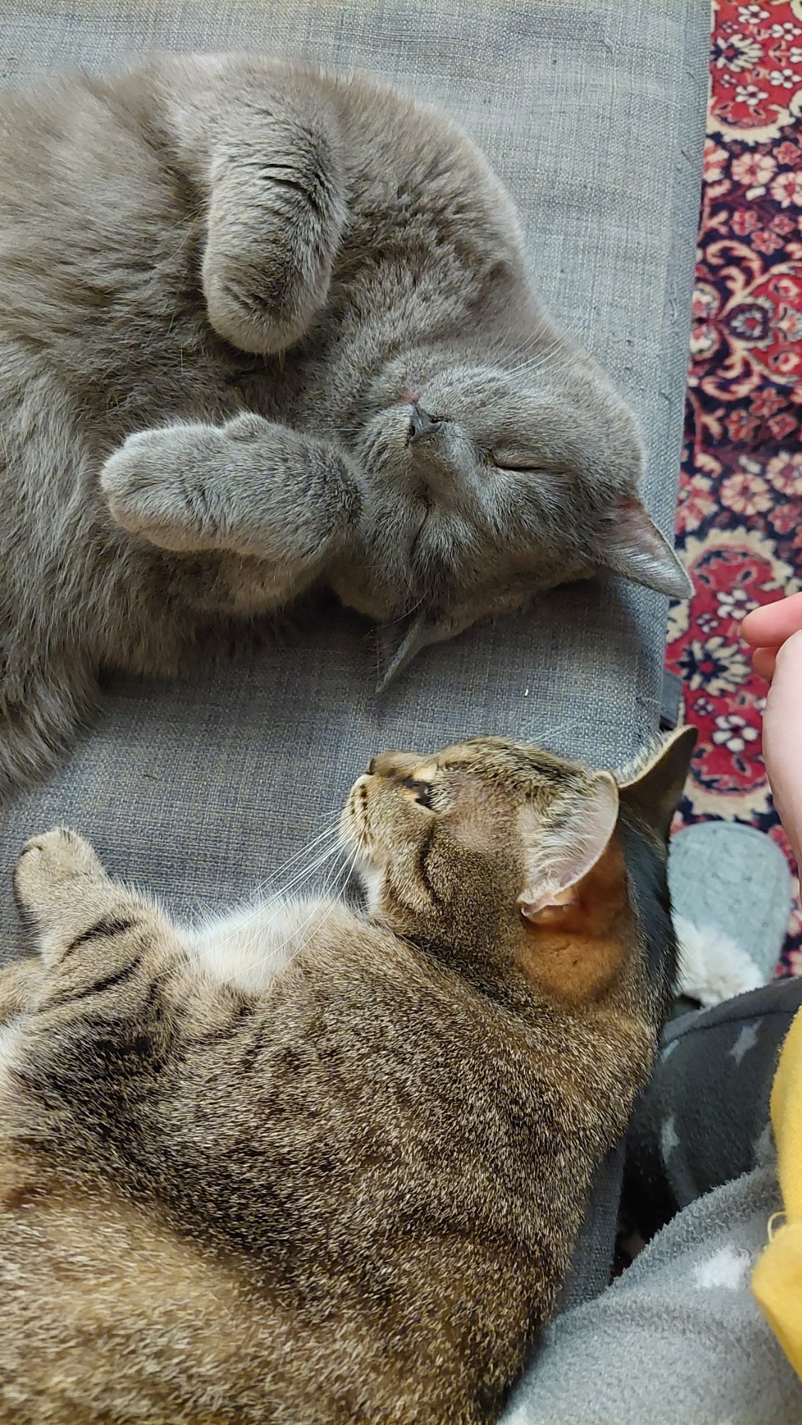 Guildenstern s kamarádem