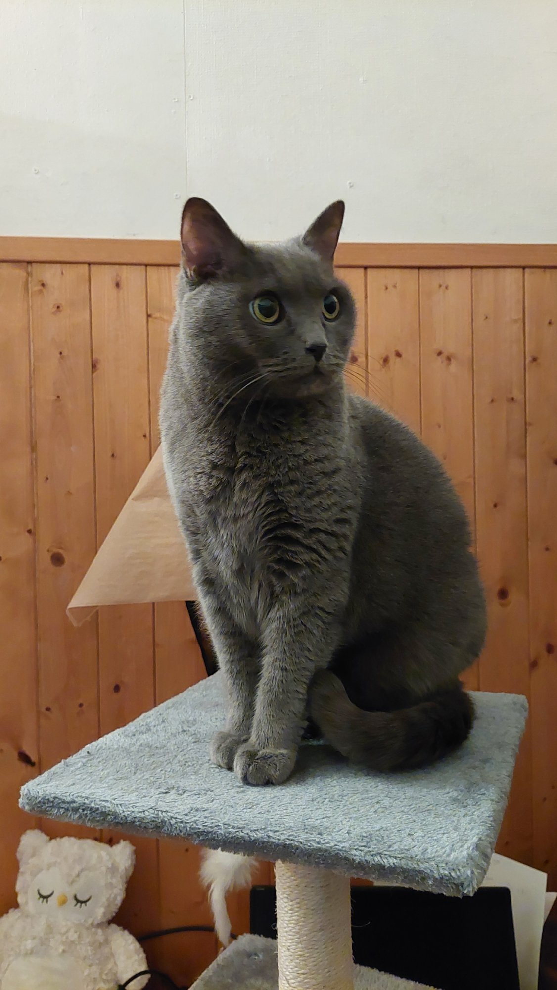 Guildenstern na škrabku